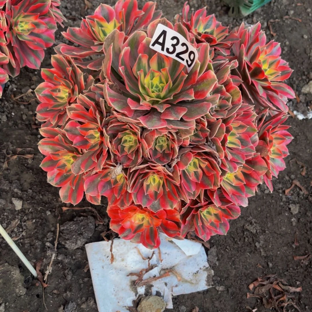 女妖法师16////27包邮