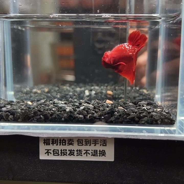 斗鱼竞拍跑单拉黑16日141