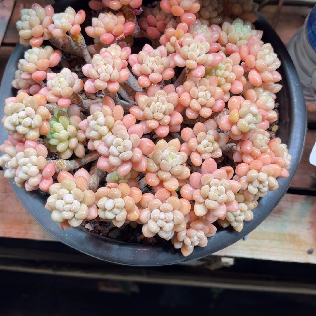 洛可可sichuxinjinnim