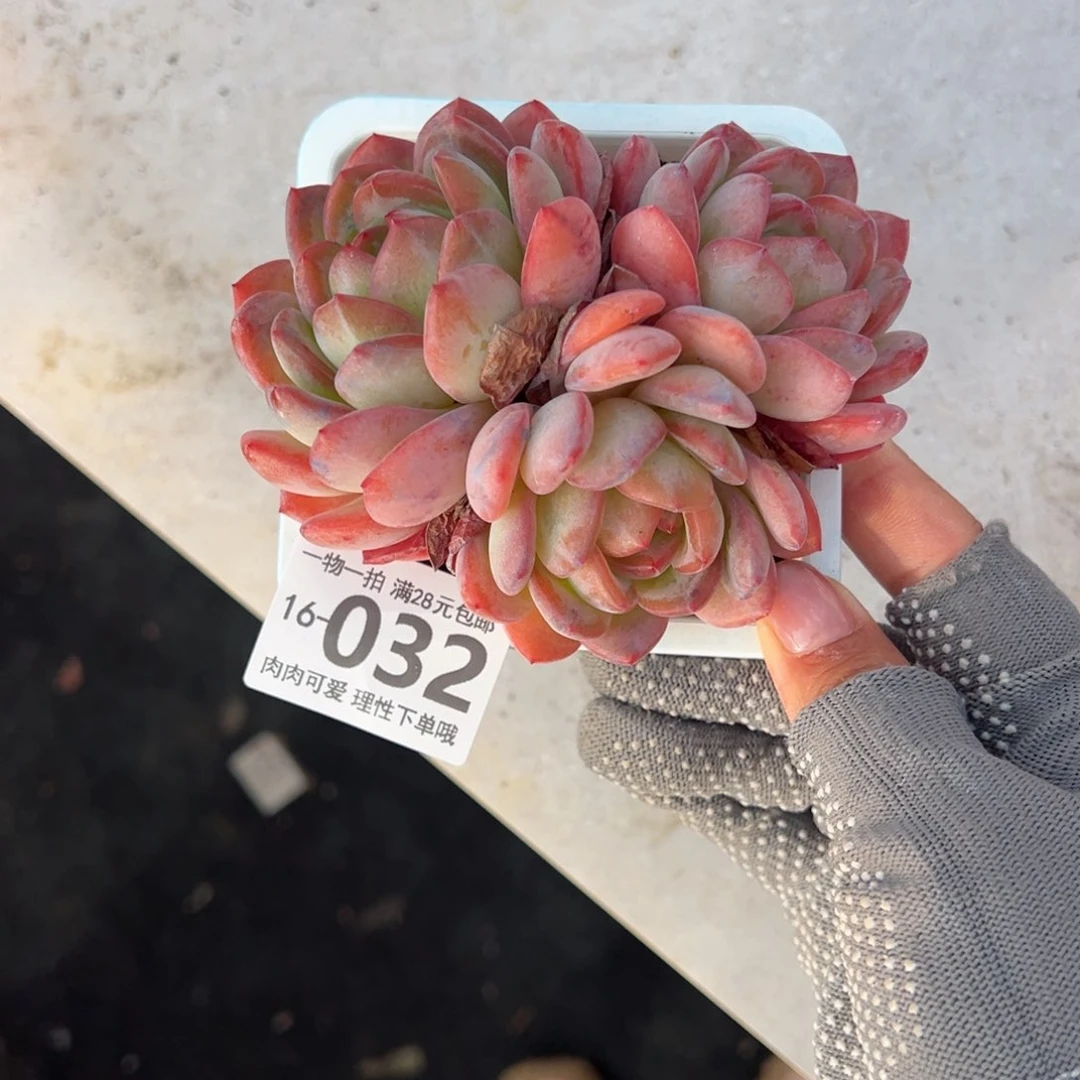 全明星多肉多肉多肉多肉