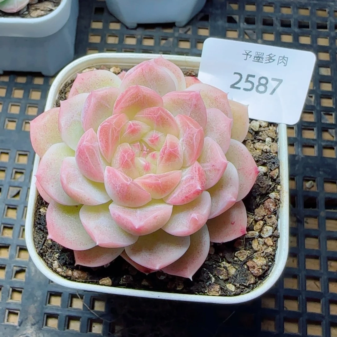 孤月珍妮，2587多肉植物