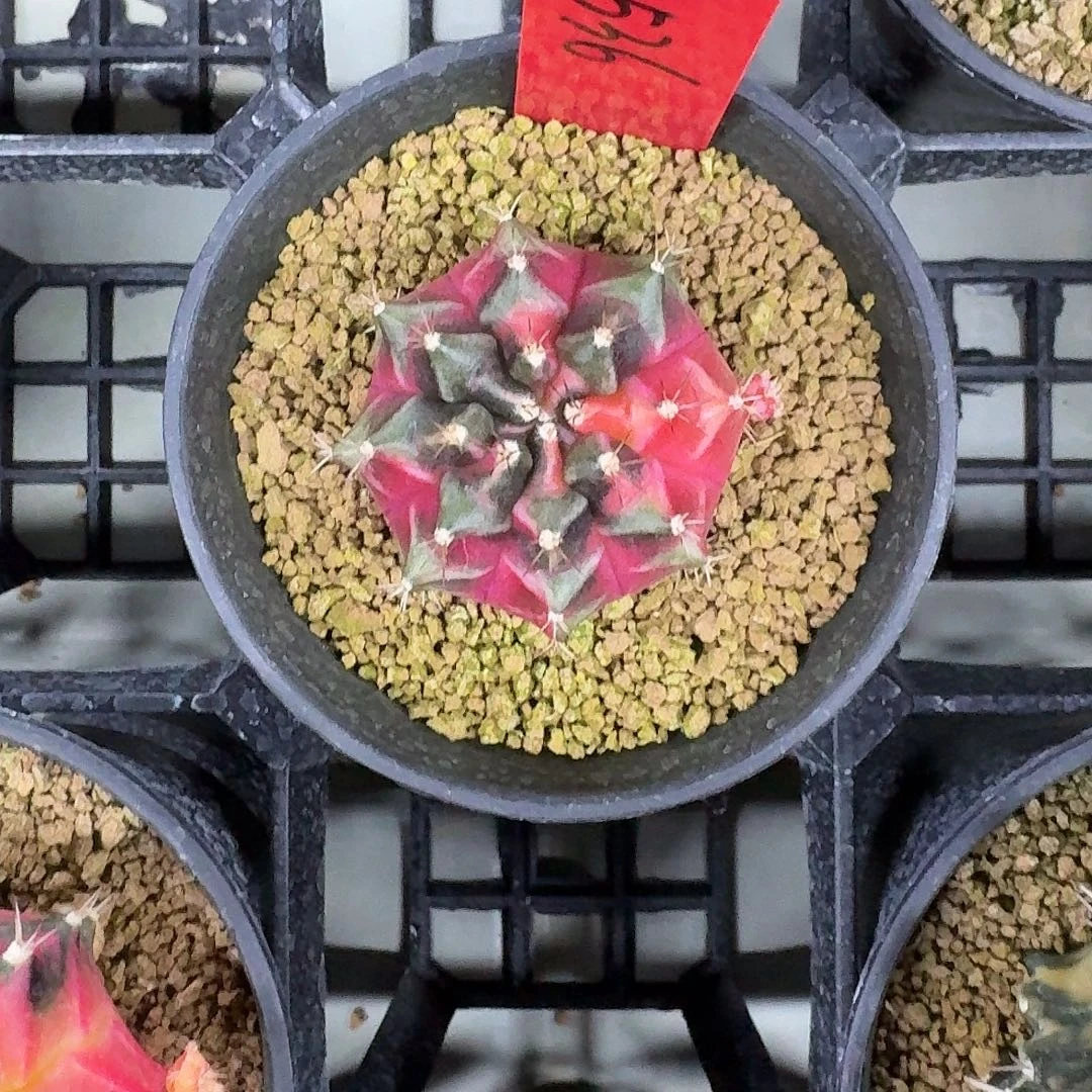 L536-1114广东发货 红b