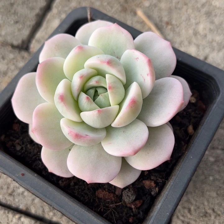 香草锦一物一拍锦龙