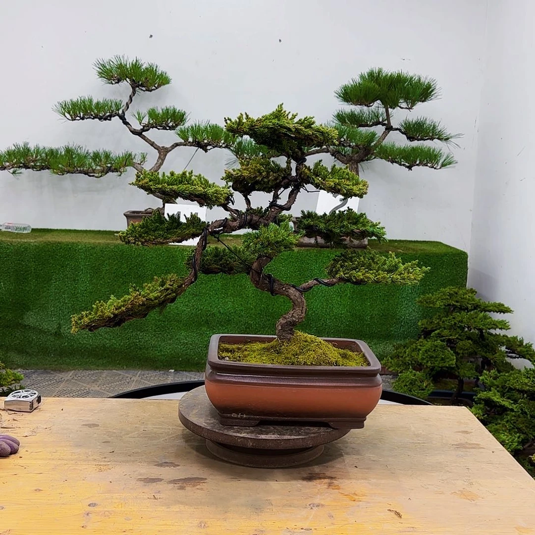 盆景盆景盆景盆景