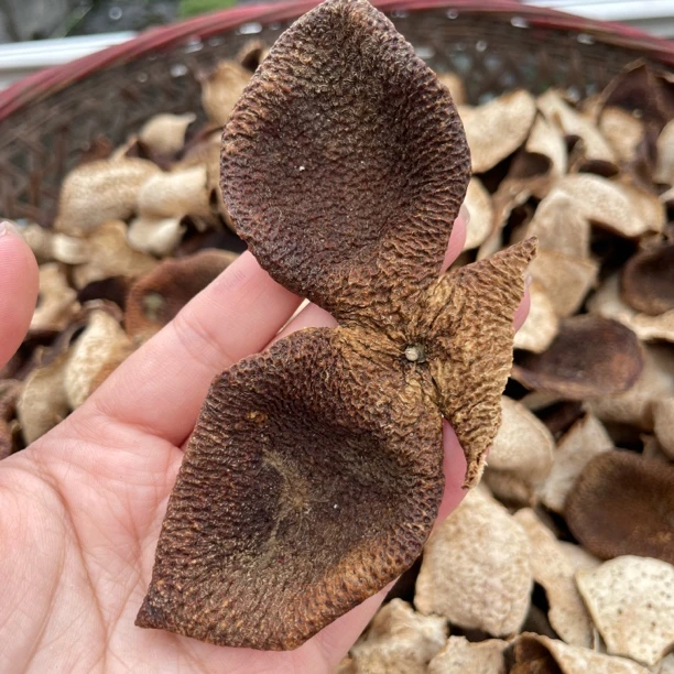 【狗腩大红断皮】2020年天马圈枝狗腩大红皮 厚实耐泡甘甜