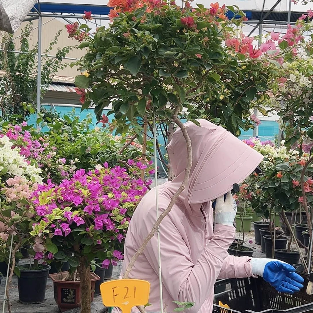 ****话大部分花苞少量开放F21佩德罗