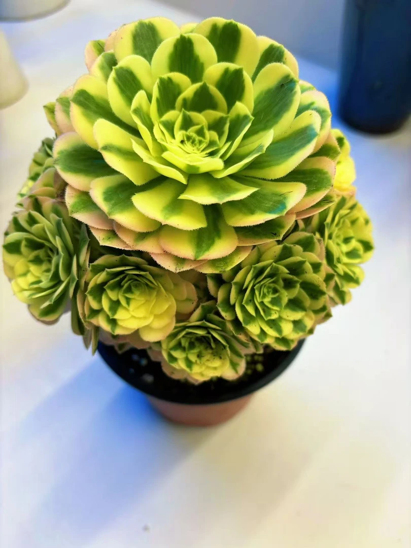 【迈巴赫法师+缀化】2盆  带盆土发 新手好养室内室外 喜乐多肉