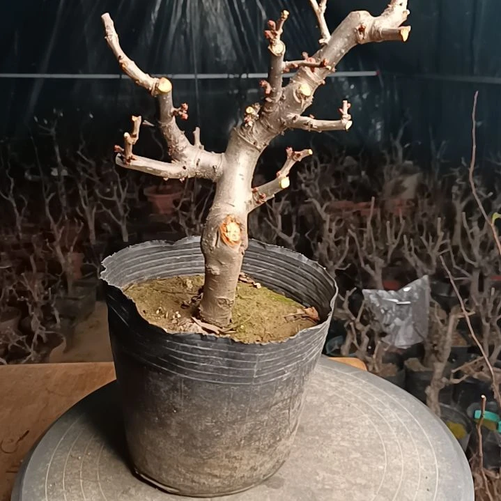 当前无花栽培后可以开花