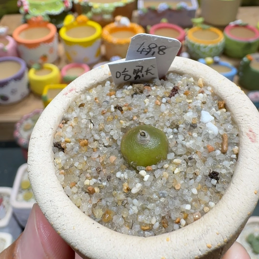 蘑菇1051哈默多肉植物