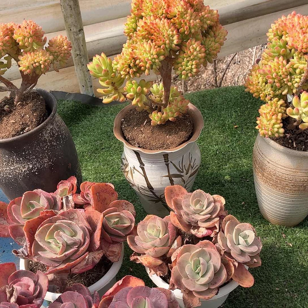 沐*春萌多肉植物保护25