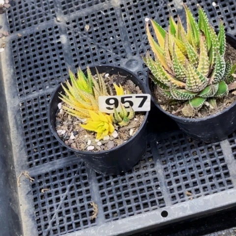 957硬叶锦一物一图如