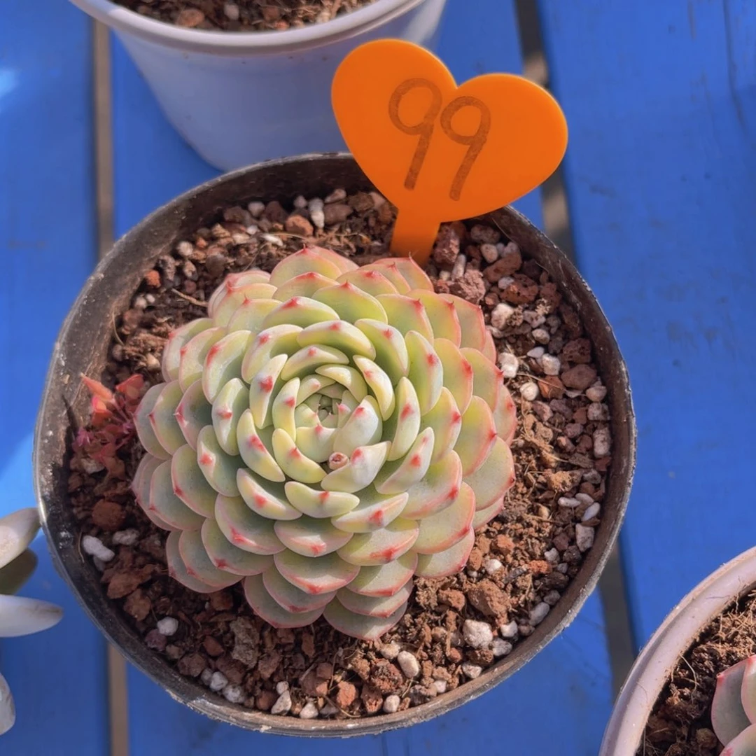 你**往99号多肉植物一物一拍