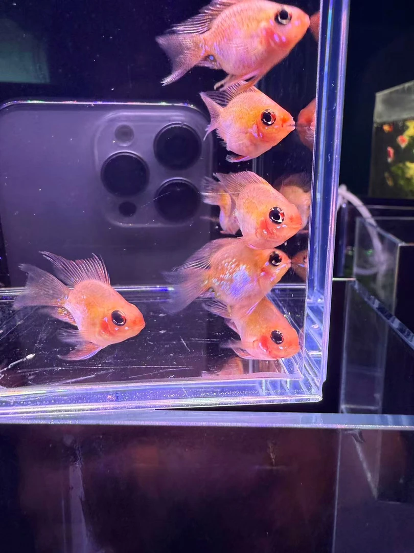 桃心金波子凤凰鱼 情绪稳定热带小型观赏鱼2.5-3.5cm漂亮的大眼睛
