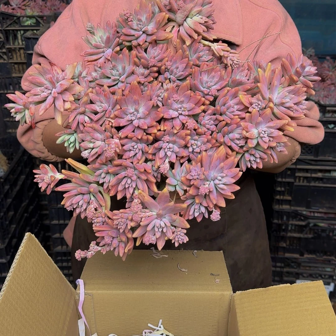 地栽秋丽，13.88一颗，包邮发货