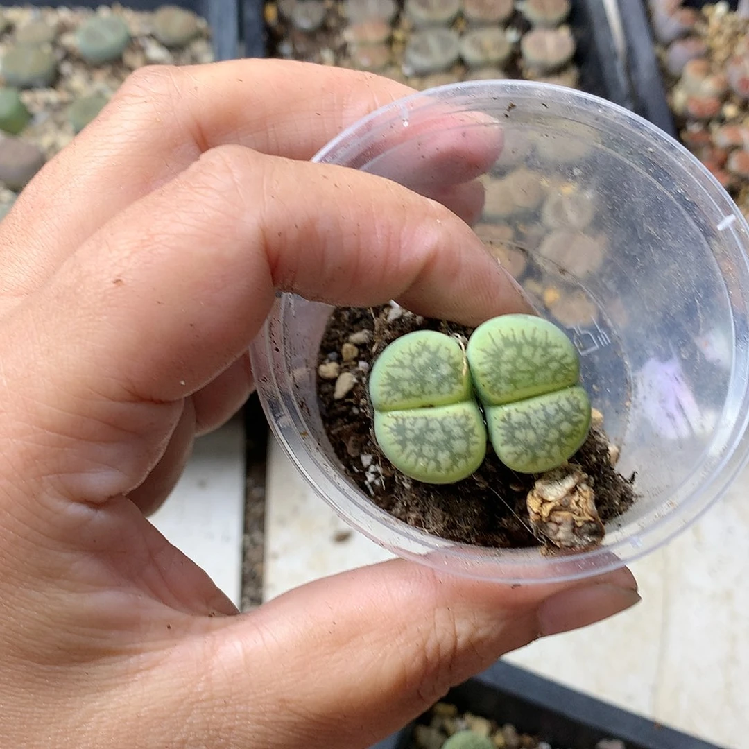 哈*T403多肉植物保护