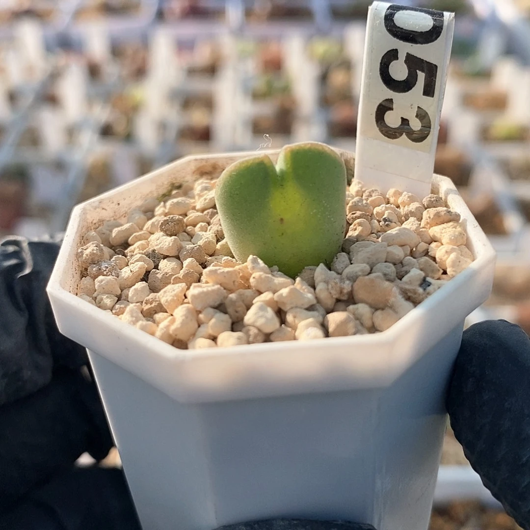 一物一拍短耳空蝉尺寸1.5略徒