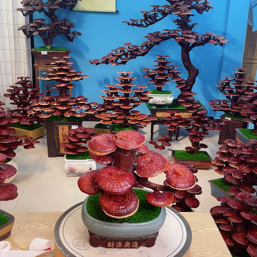 阿***世灵芝盆景88888888