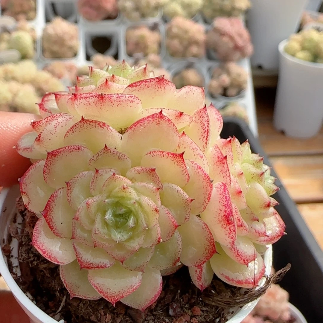 【闪购商品】0210-67小魔仙