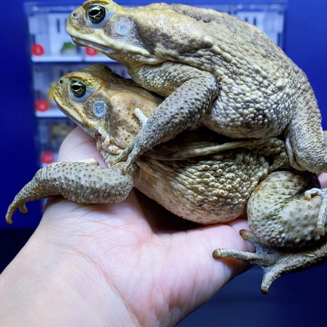 角蛙带爬箱一对大海蟾蜍。