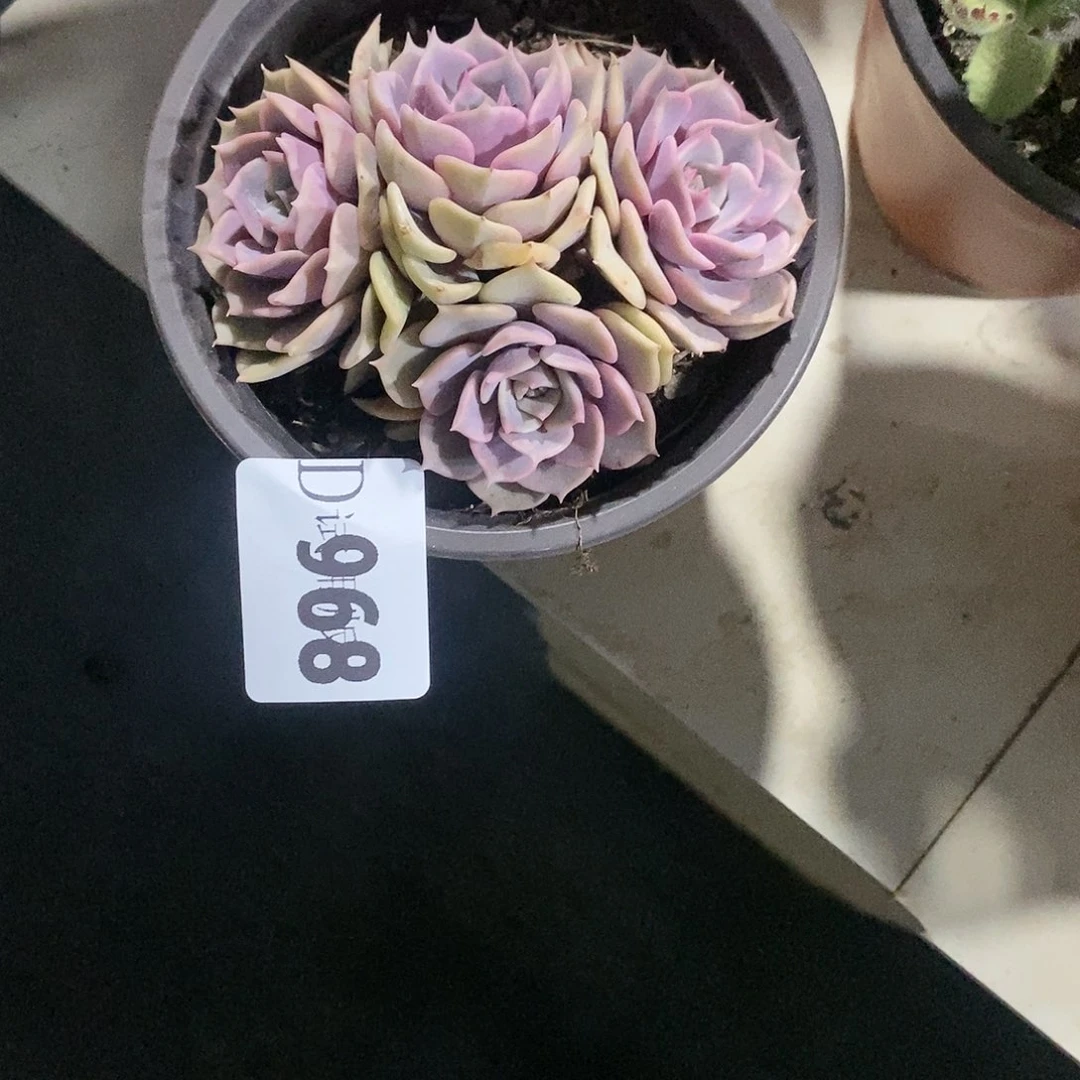 葉**…968粉蝶多肉植物