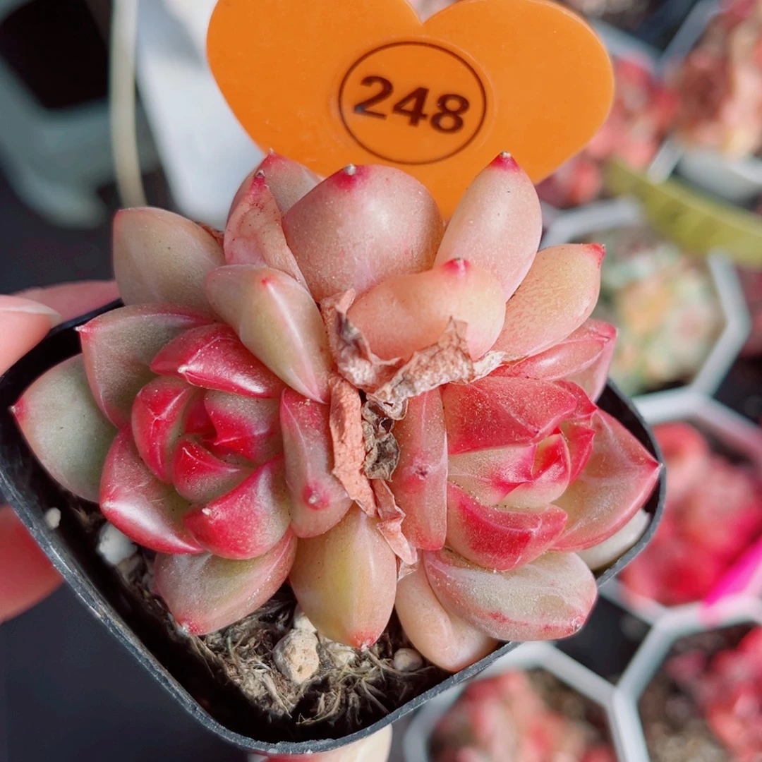 248号小老桩珍妮群