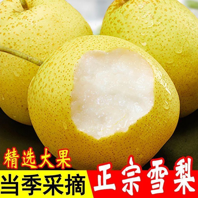 【正宗雪梨】河北赵县雪花梨新鲜水果梨子整箱应季水果梨冰糖雪梨