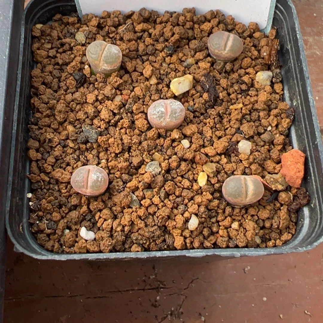 26-100量拍粉眼豆豆风铃5颗