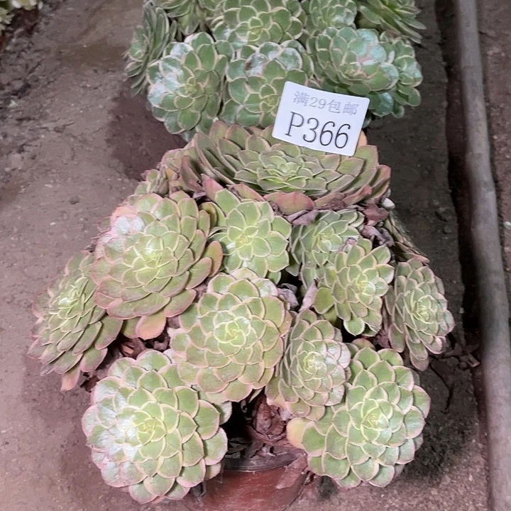 366莲花坐多肉植物