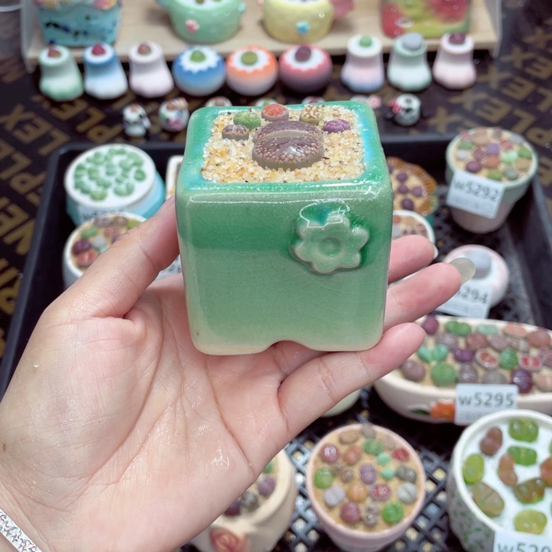 w5300盆微瑕带盆土发货一物一拍