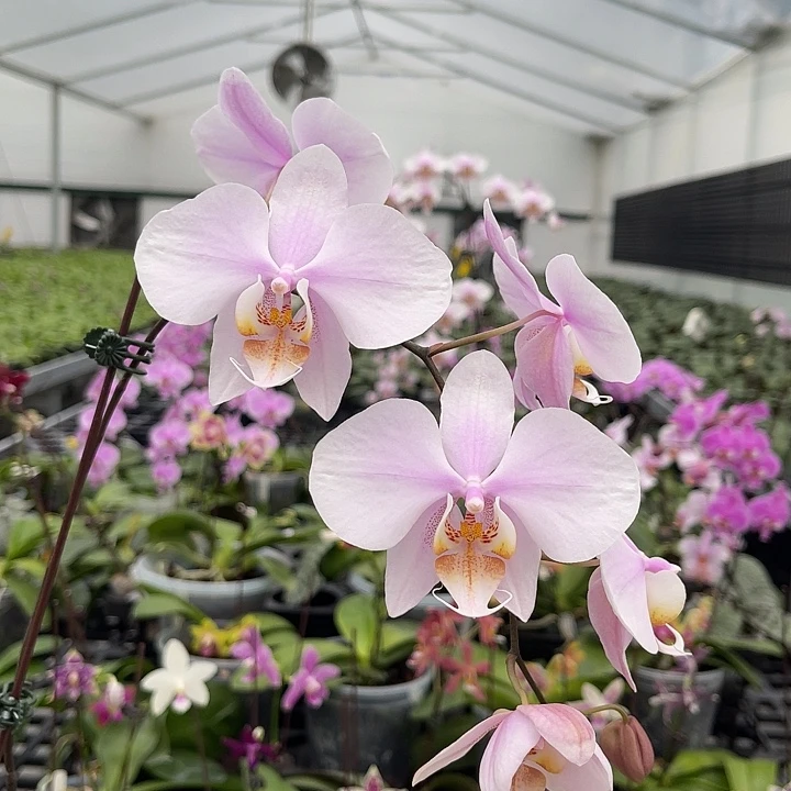 完全开放jg2316 733