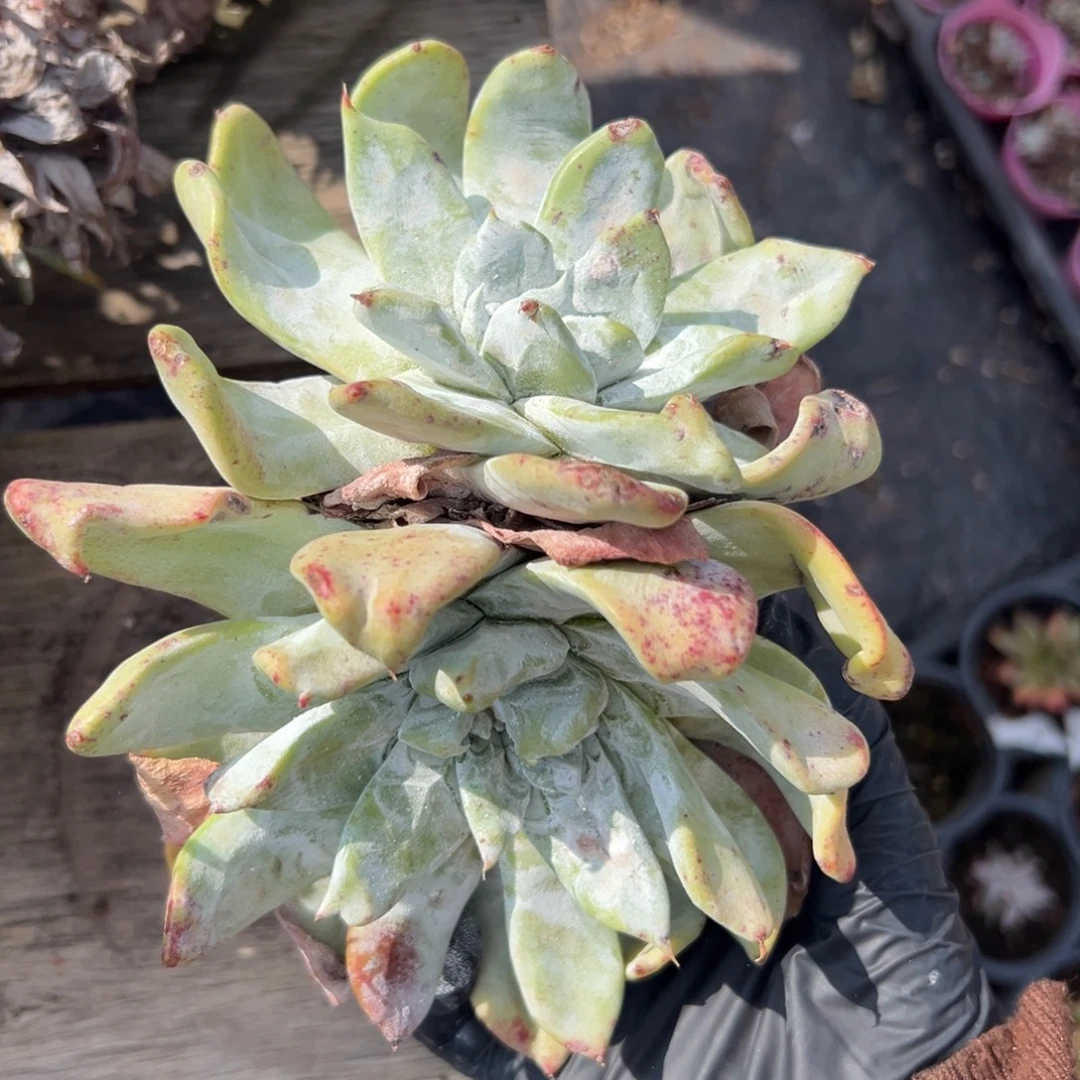 浦西～一物一拍大脸2624