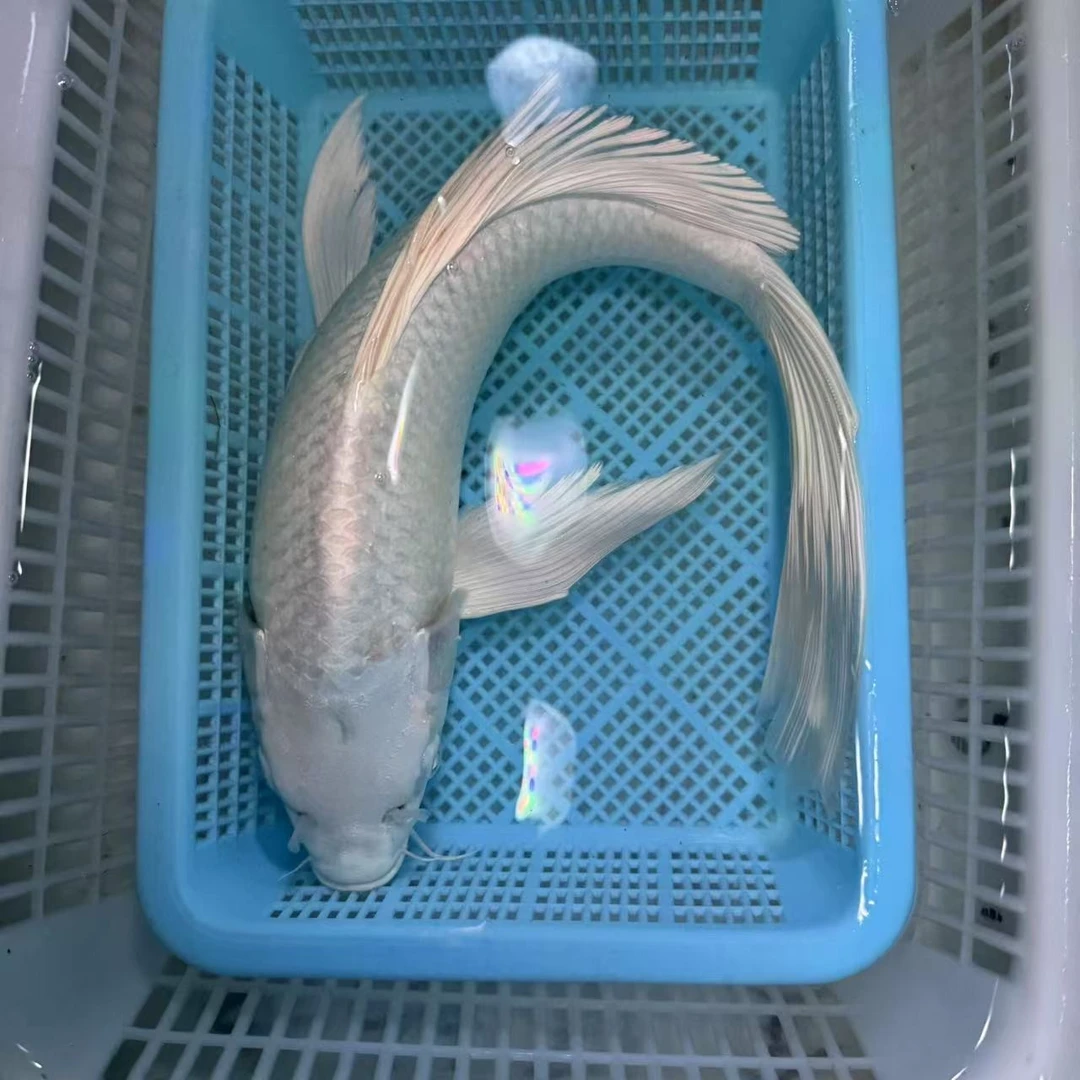 【一条装】25-30公分白蝴蝶大鳍大尾冷水鱼耐养好活包邮