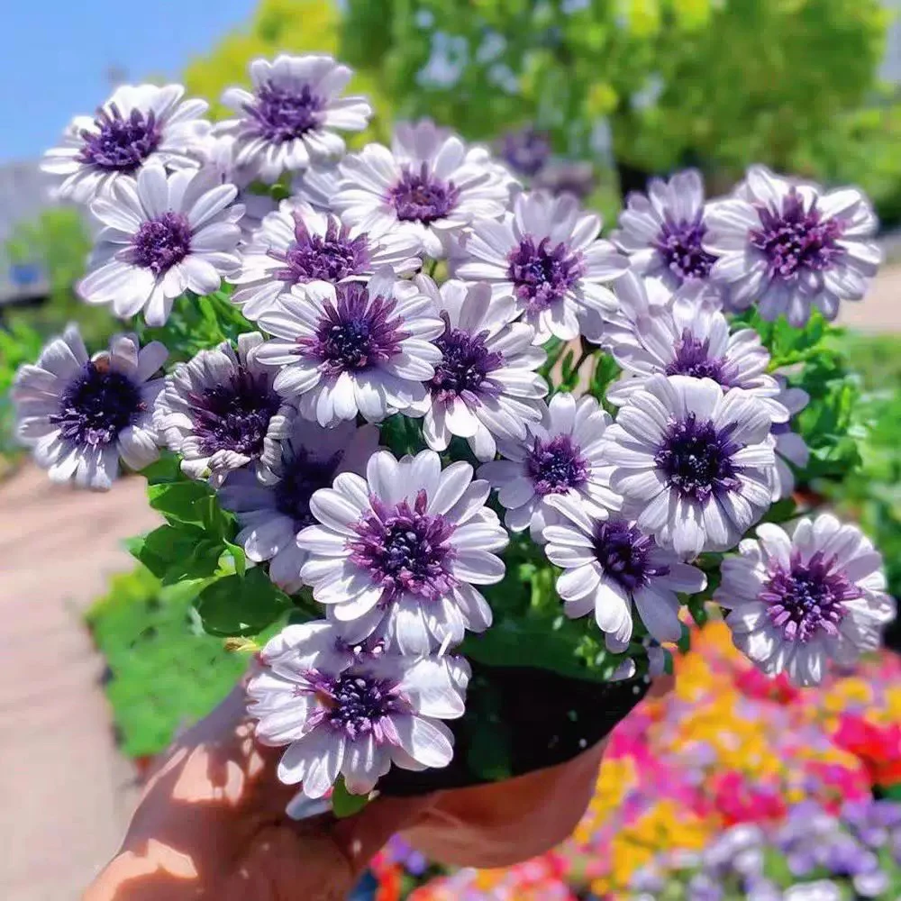 万寿菊盆栽南非万寿菊非洲菊蓝目菊非小苗花耐寒耐热庭院阳台花卉