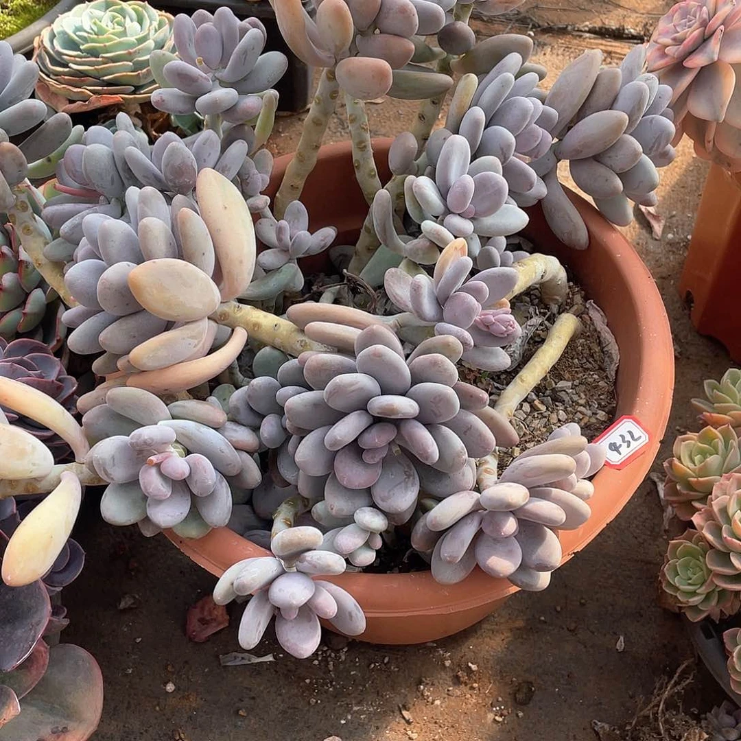 432桃美人一物一拍多肉