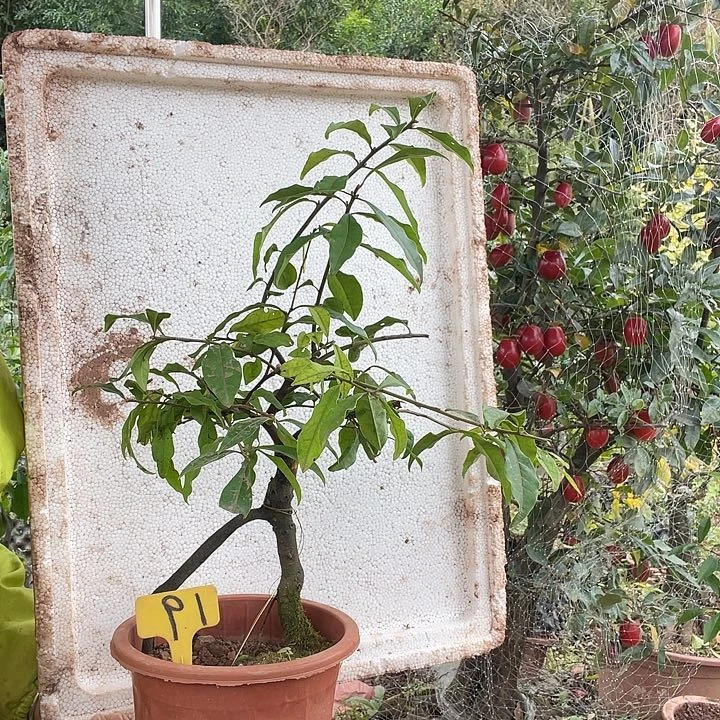 素***色完全开放金弹333444