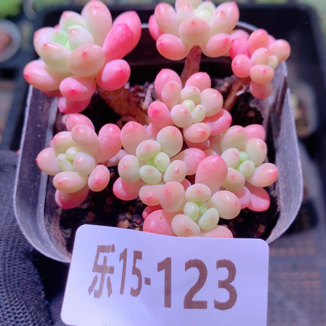 乐然15-123 洛可可群