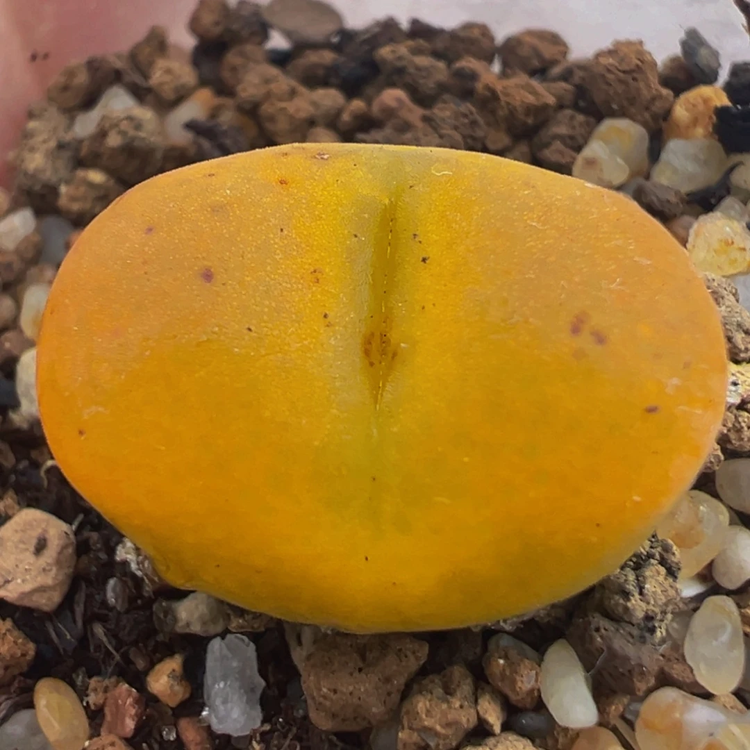 多肉植物带盆百科39
