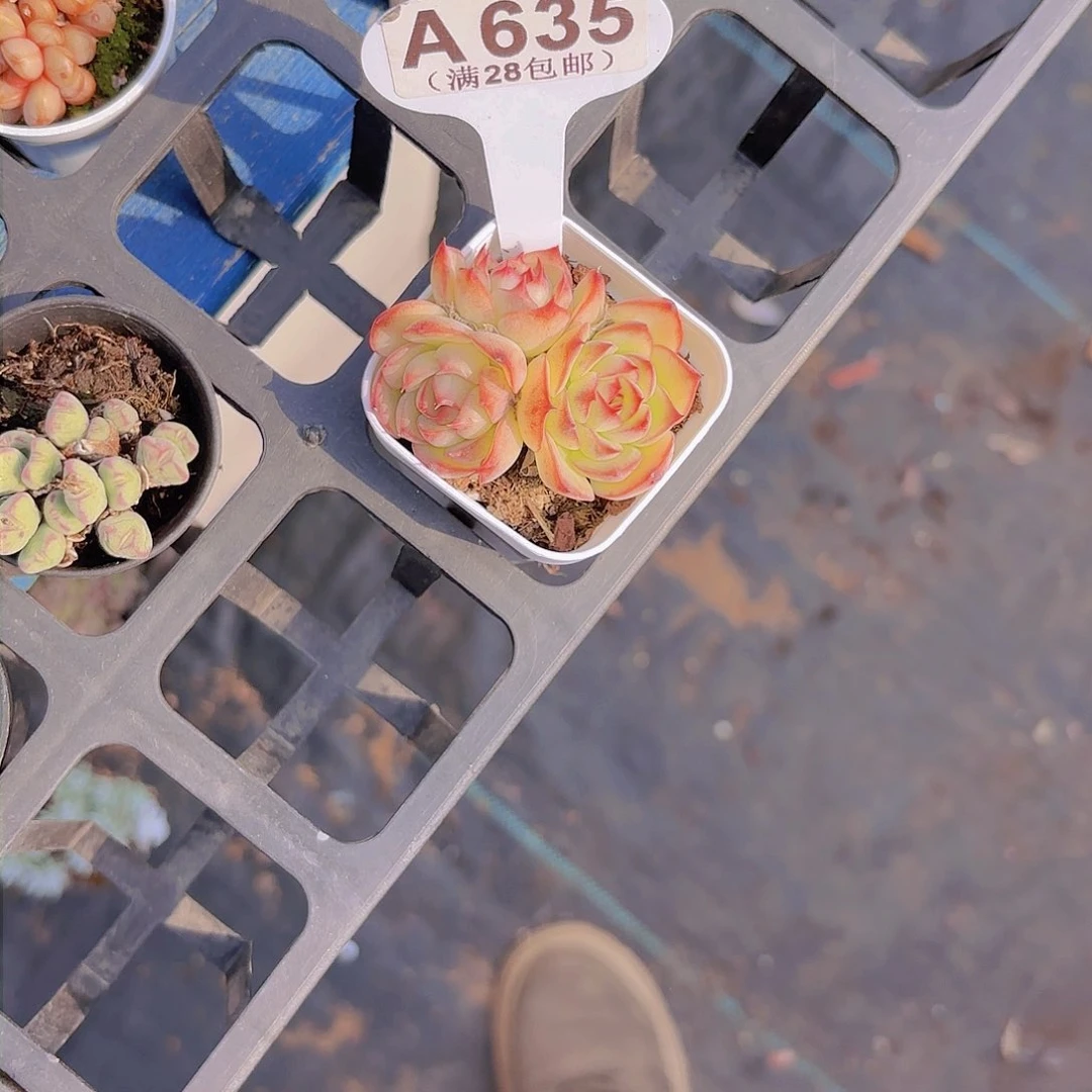 A635勾魂仙子一物一拍