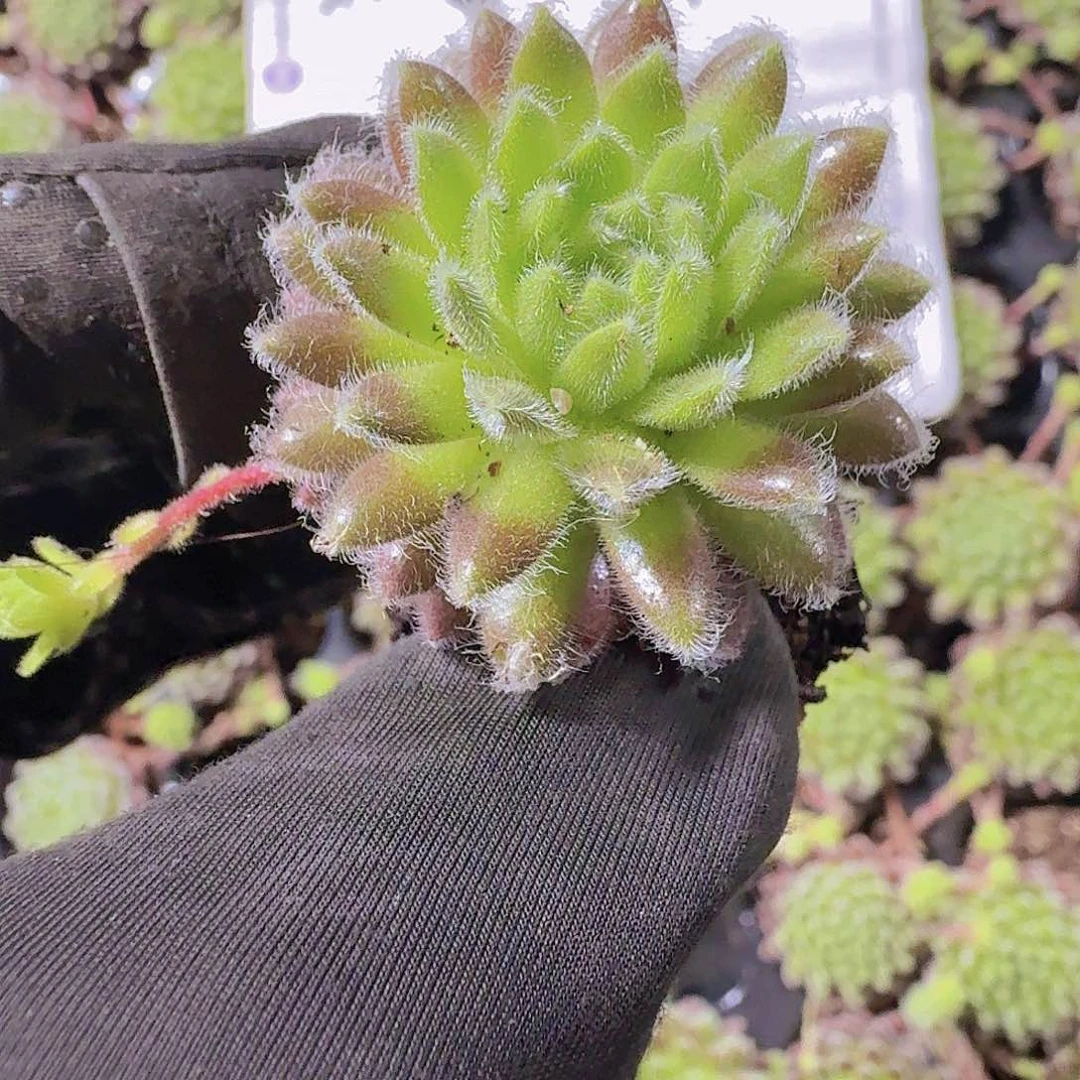 精品优雅两米三颗