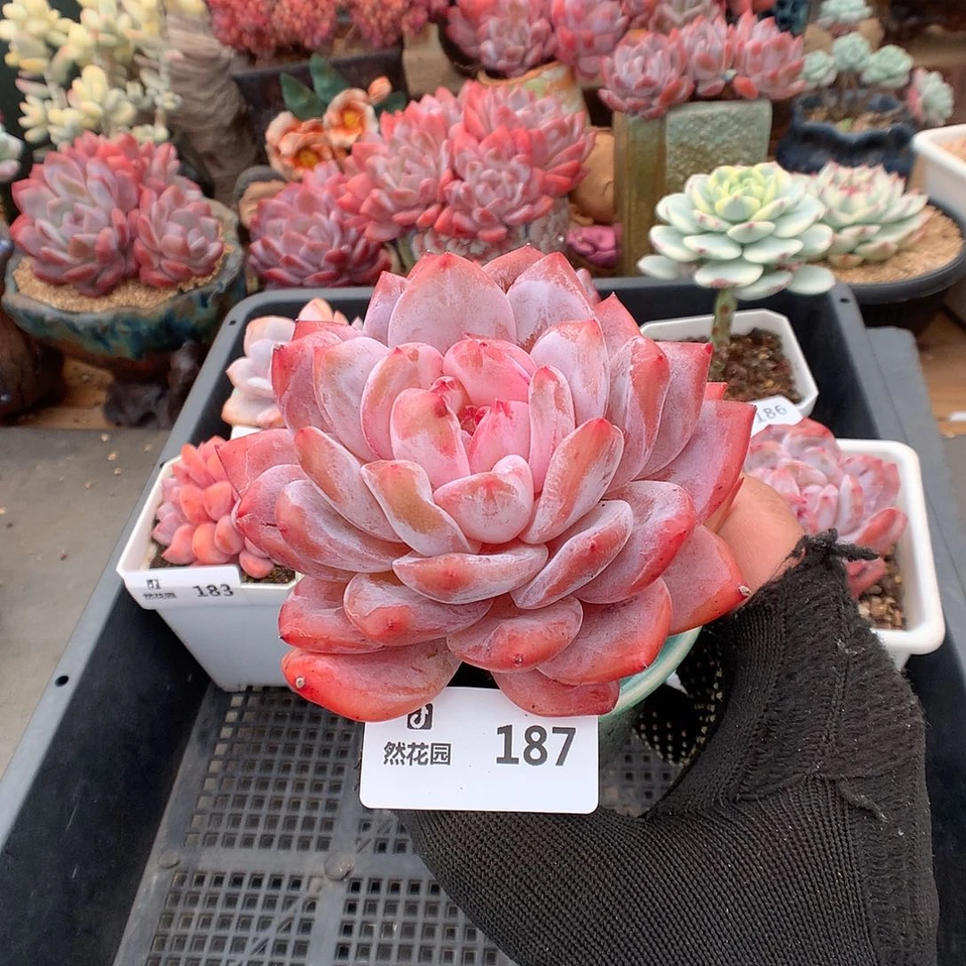 187梦露多肉植物6666