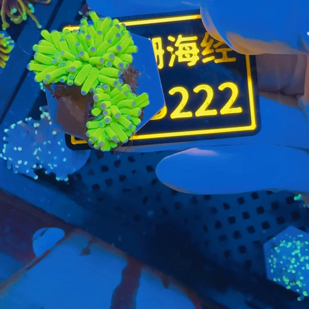 纽扣珊瑚滇*晓晓不包邮露骨圣杯B222