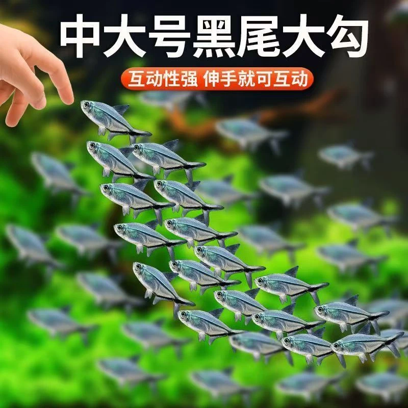 黑尾大勾鱼群游活体小型热带鱼草缸淡水饲养好养耐活