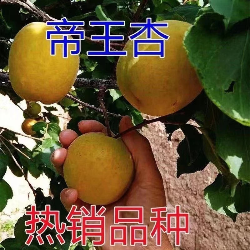 帝王杏嫁接杏树苗新品种大矮化盆栽地栽南北方种植庭院阳台果树苗