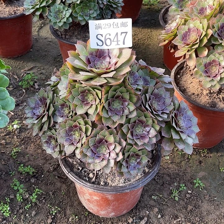 647桃花石多肉植物