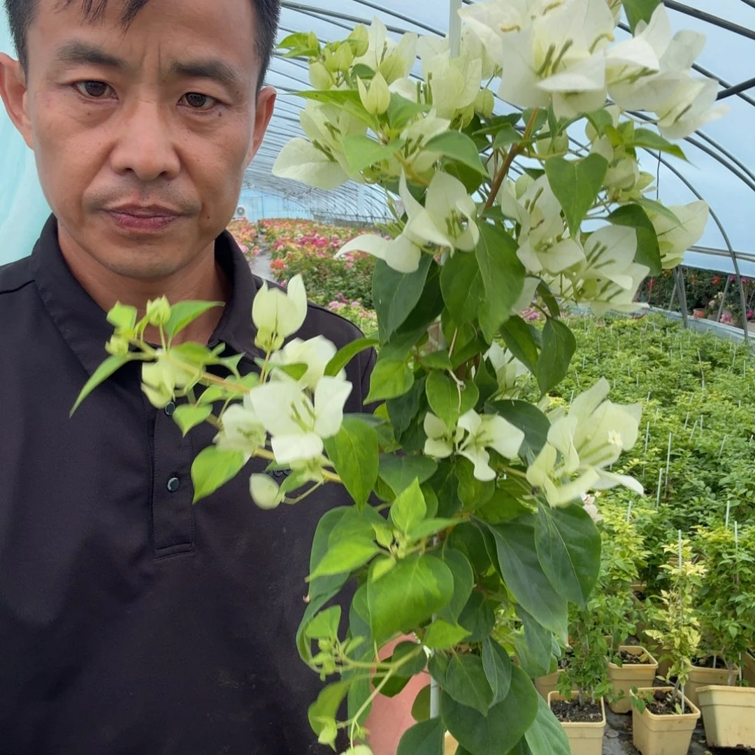 暗斑青苹果三角梅