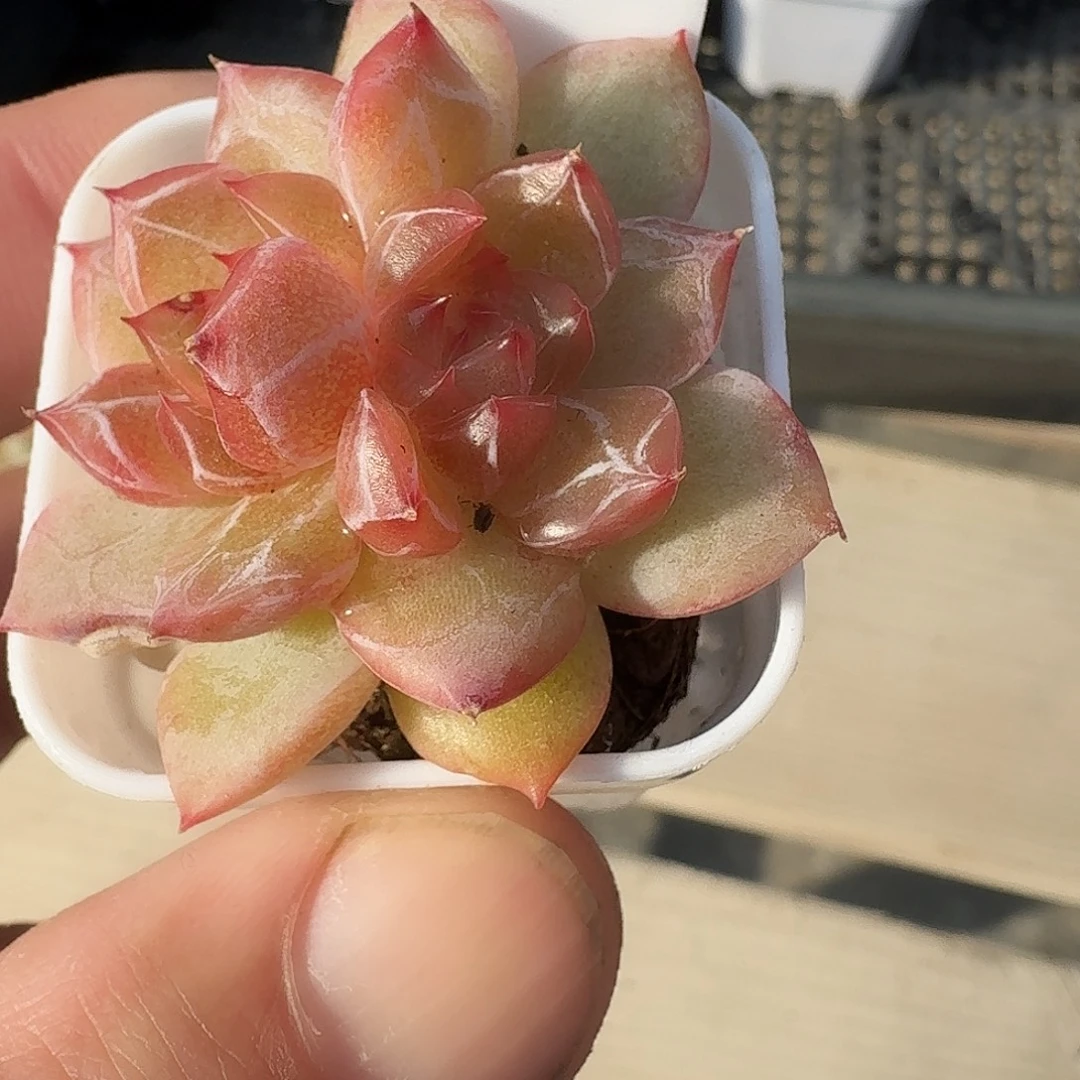 189号双头钻石珍妮多肉