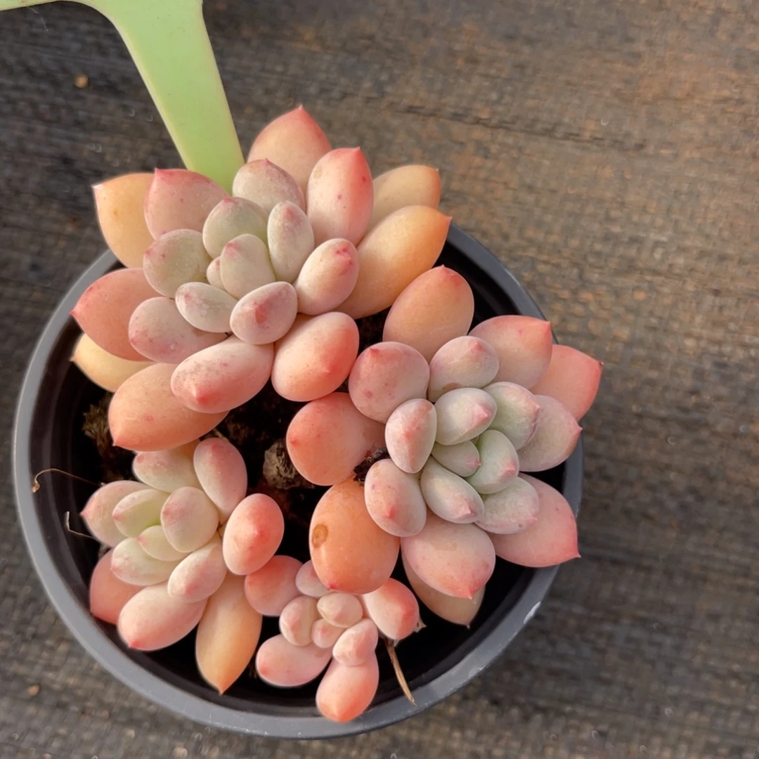 云尘多肉一物一拍1620