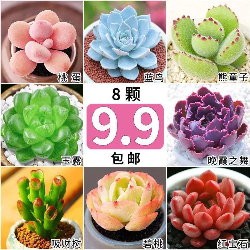 多肉 多肉植物 玉露 红宝石 熊童子 桃蛋 吉娃娃镇店八颗无盆土