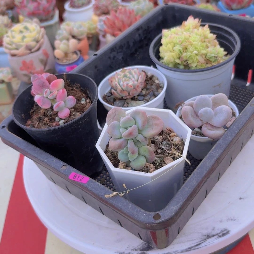 框拍一物一拍编号812