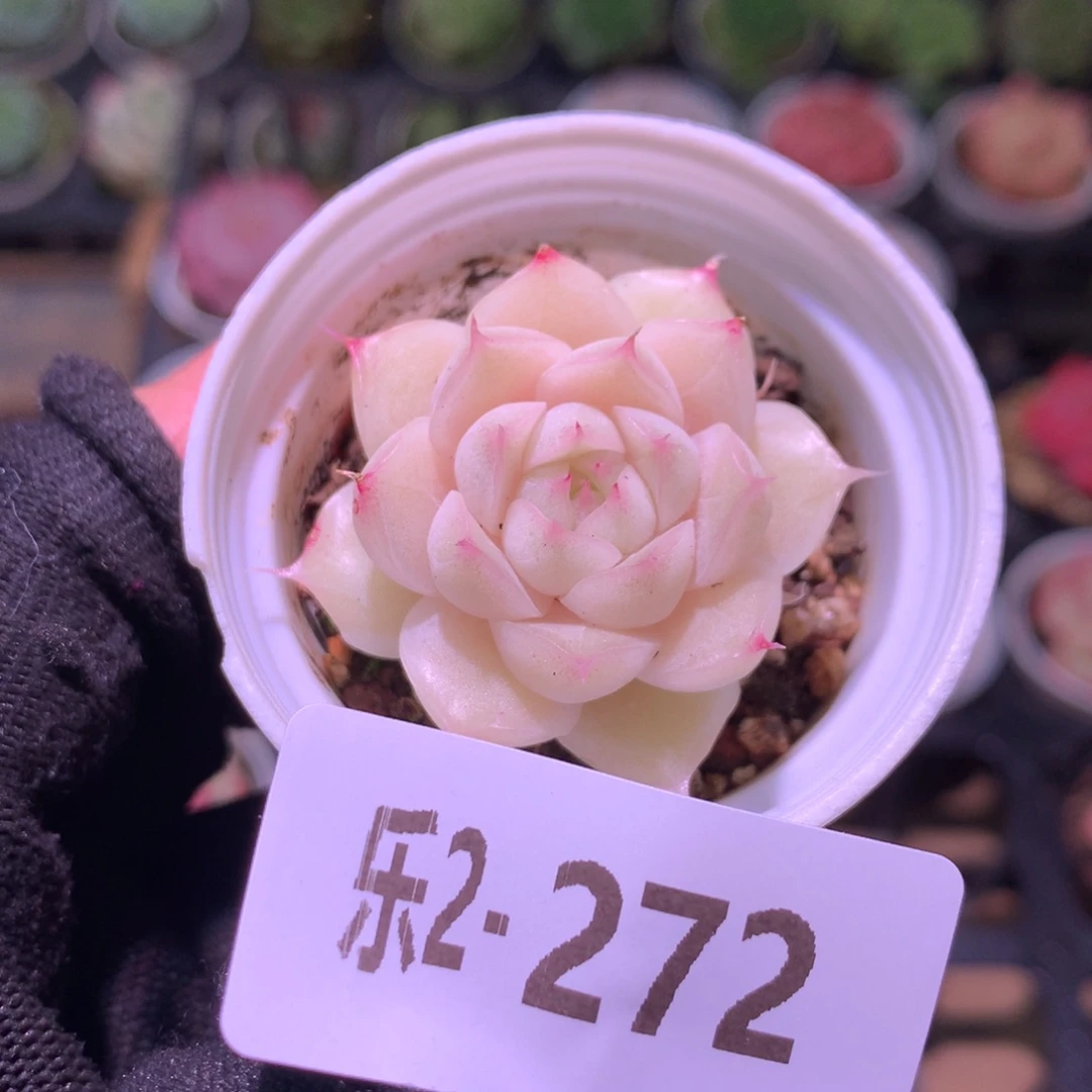 乐然 2-272 麦秆